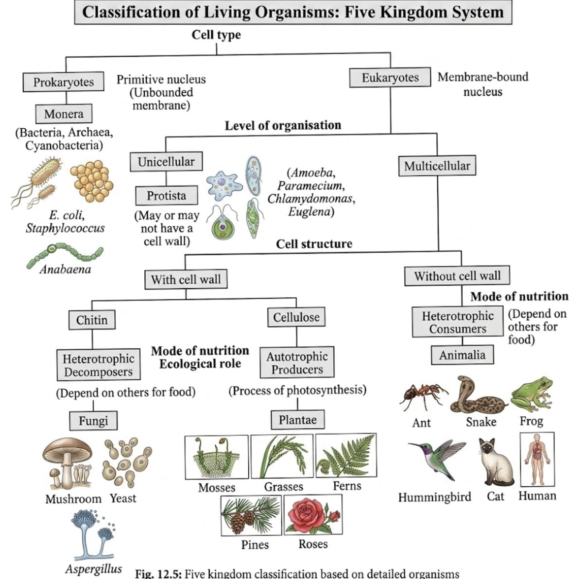 6. Five Kingdom Classification