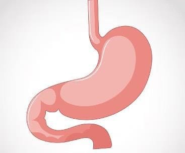 Stomach