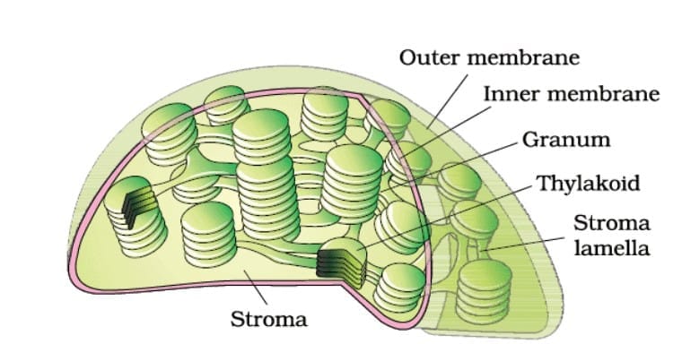 2.3.2 Thylakoid System