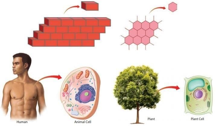 The Invisible Living World: Beyond Our Naked Eye Chapter Notes | Science Curiosity Class 8 -  New NCERT