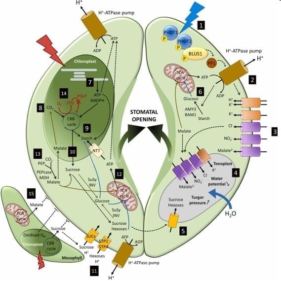 Revision Notes: Photosynthesis - Provider of Food for All | Biology Class 10 ICSE