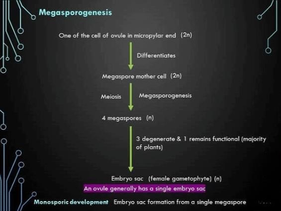 Short & Long Answer Questions: Sexual Reproduction in Flowering Plants | Biology Class 12 - NEET