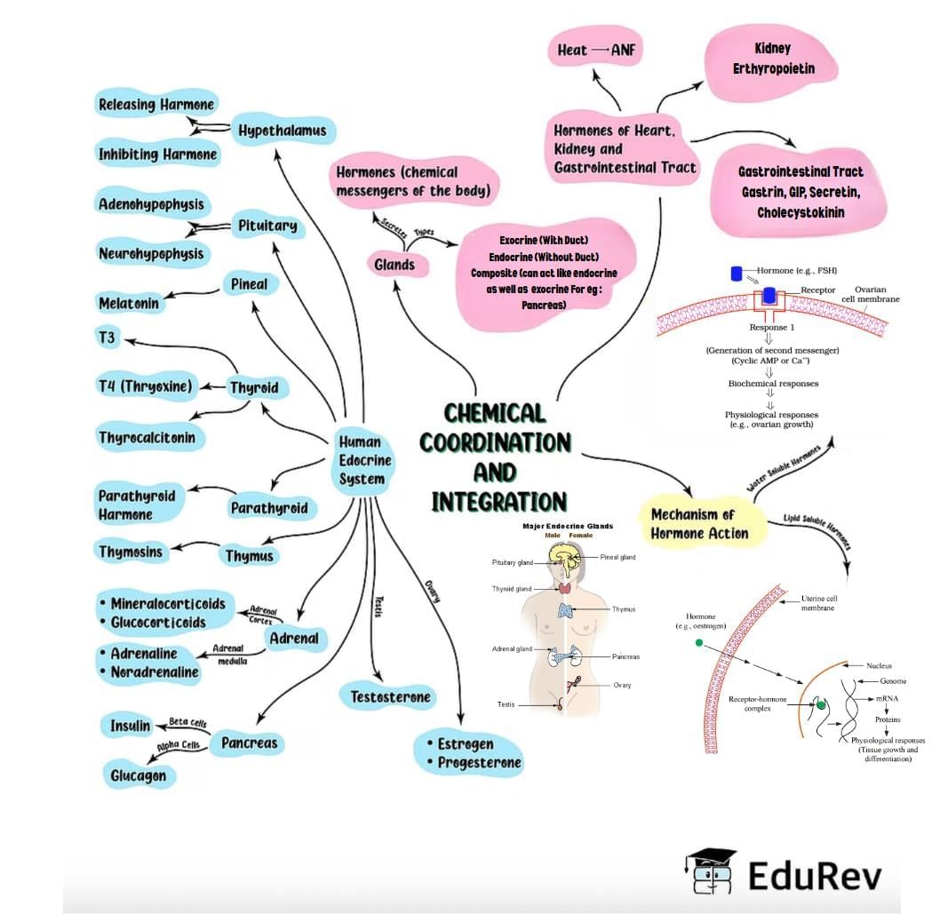 Mind Map: Chemical Coordination & Integration | Biology Class 11 - NEET