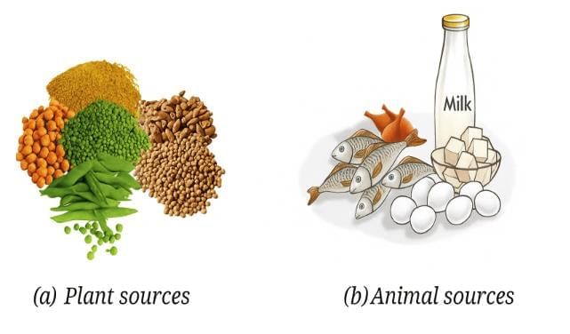 Diagram Based Questions: Mindful Eating: A Path to a Healthy Body | Science for Class 6