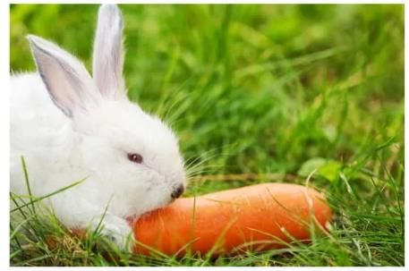 Animals- Food and Shelter - 1 Class 1 Worksheet Science
