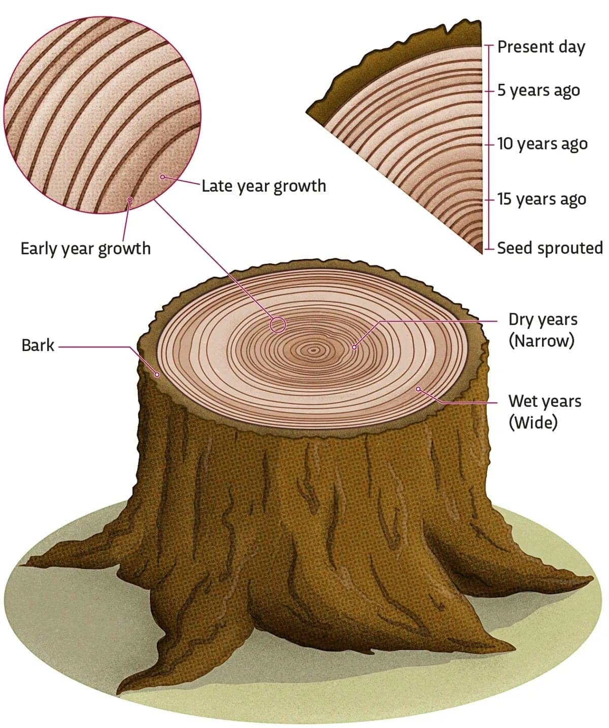 3.2.2 Lateral Meristem - How do plants grow in girth?