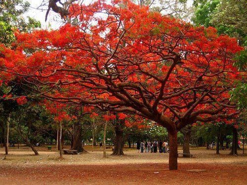 Short Answer Questions: Growing up with Nature | EVS for Class 4 (Our Wondrous World: New NCERT)