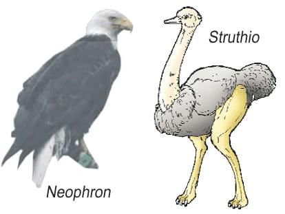 Animal Kingdom Chapter Notes | Biology Class 11 - NEET