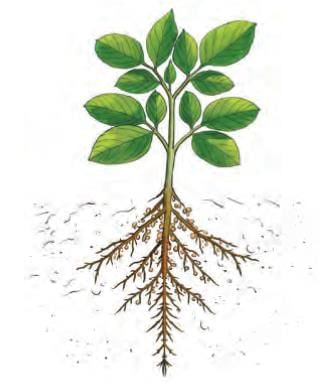 Important Diagrams: The Invisible Living World: Beyond Our Naked Eye | Science Curiosity Class 8 -  New NCERT