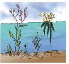 Class 5 Science - Living Things - CBSE Worksheets Solutions - 2
