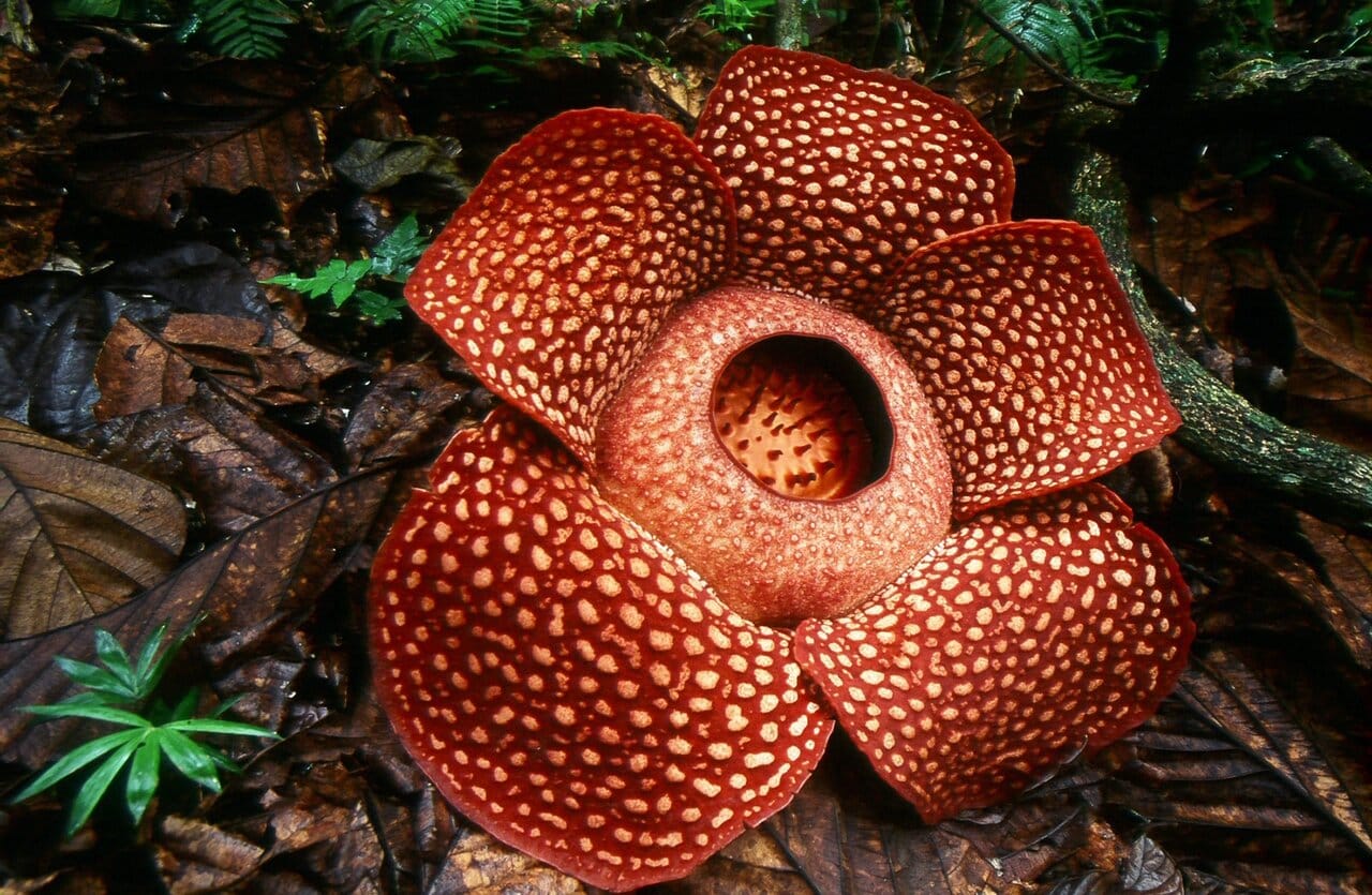 Our Green Planet - Resplendent rafflesia reigns supreme | Fauna & Flora