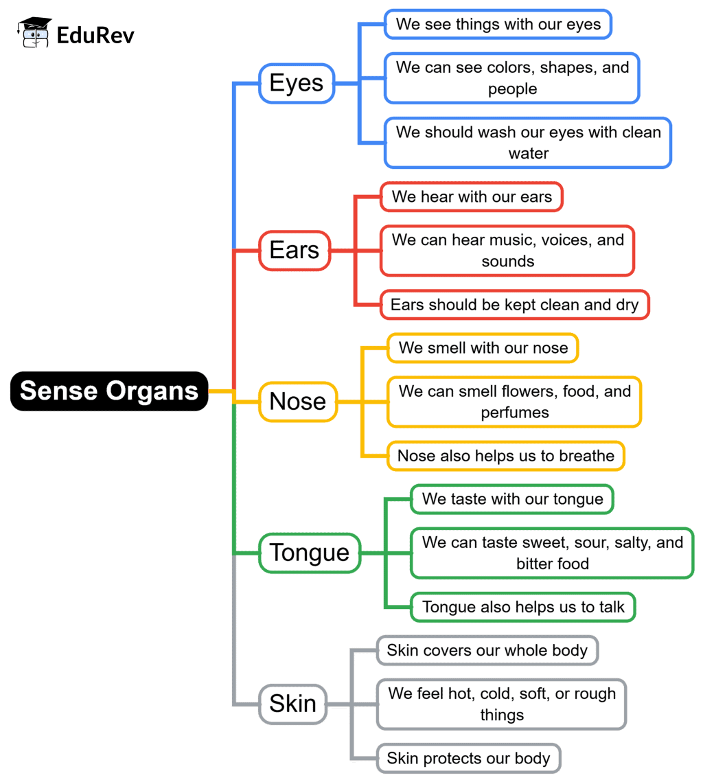 Mind Map: Sense Organ