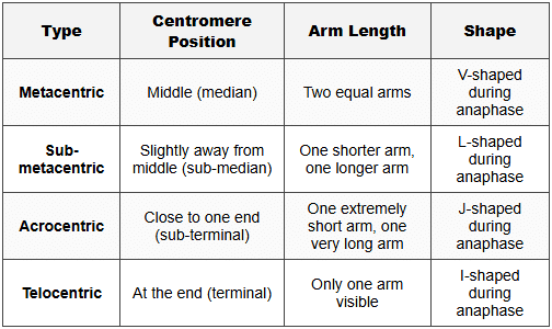 7.8 Types of Chromosomes Based on Centromere Position