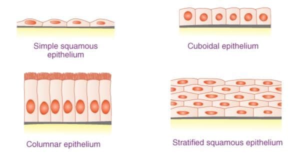 1. Epithelial Tissue