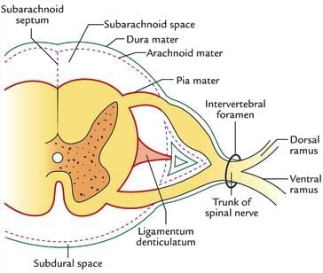 Neuroanatomy - 3 Chapter Notes | Anatomy - NEET PG