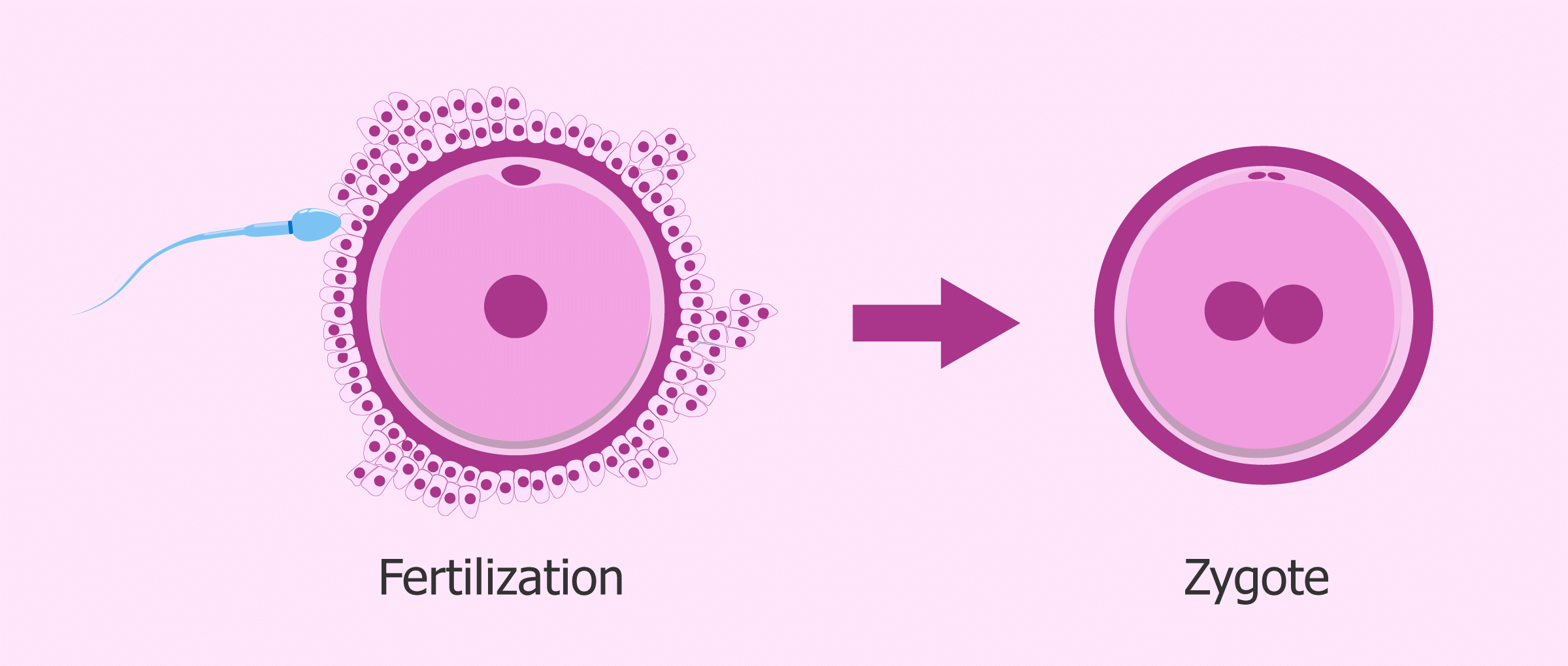 Important Definition: How do Organisms Reproduce? | Science Class 10
