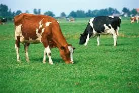 Cows
