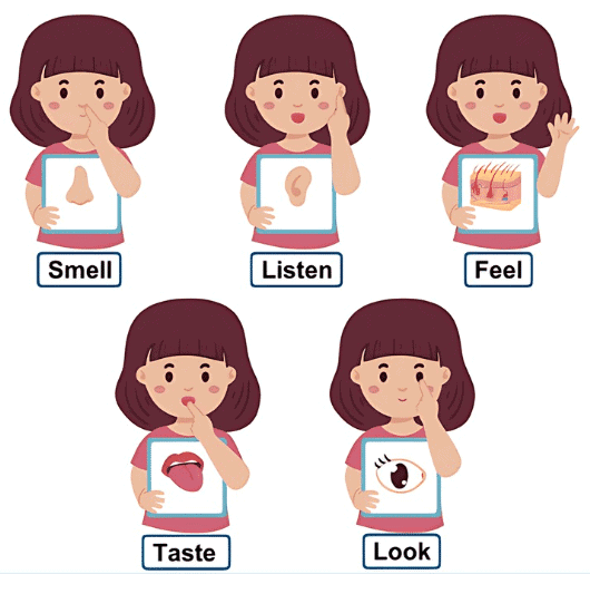 Our Five Sense Organs