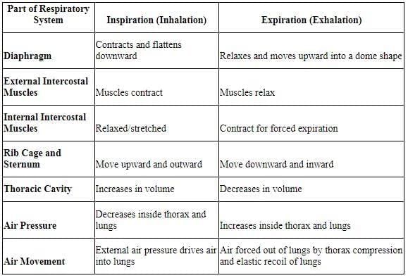 Respiratory System Chapter Notes | Biology for SSS 2