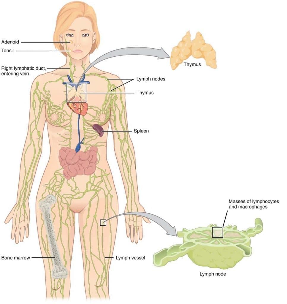 Revision Notes: The Circulatory System | Basic Science for JSS 3