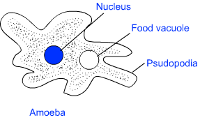 Classification : Diversity in Living Organisms Notes - Class 9