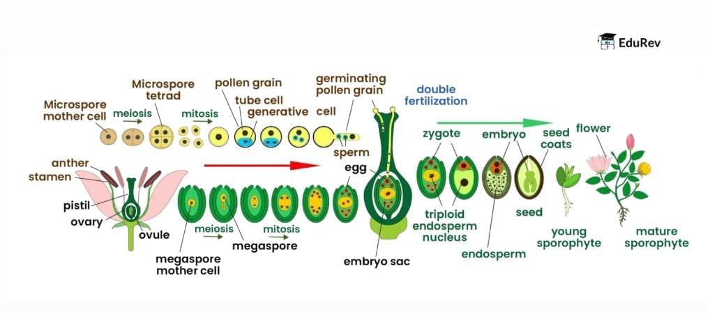 Infographic: Process of Double Fertilization | Biology Class 12 - NEET