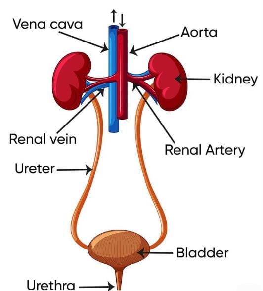 The Excretory System | Year 9 Biology (Cambridge) - Class 9