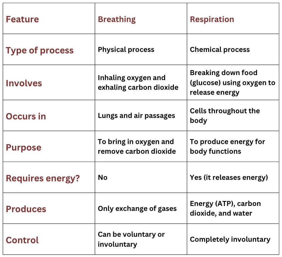 Life Processes in Animals Class 7 Notes Science Chapter 9 Free PDF