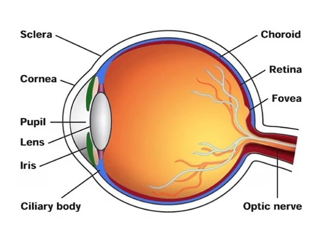 Reflection of Light Chapter Notes | General Science Class 8 (Maharashtra Board)