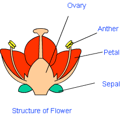 Reproduction in Plants Class 7 Notes Science Chapter 8
