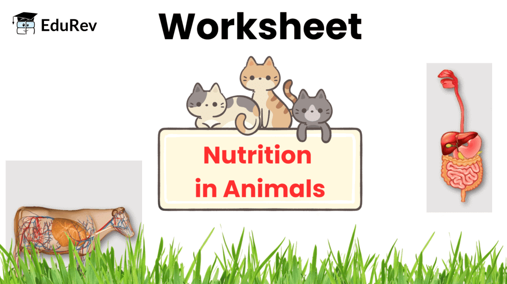 Nutrition in Animals Class 7 Worksheet Science Chapter 2