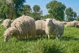 Livestock - 1 Class 4 Worksheet SST