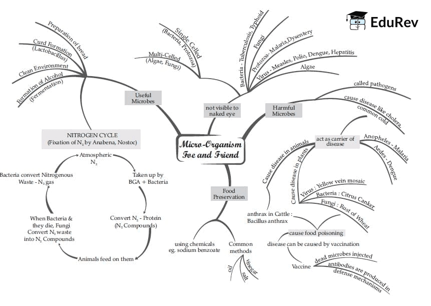 Mind Map: Microorganisms: Foe and Friend | Science Class 8