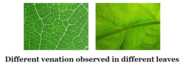 Diversity In The Living World Important Notes - Class 6 Science | Quick ...