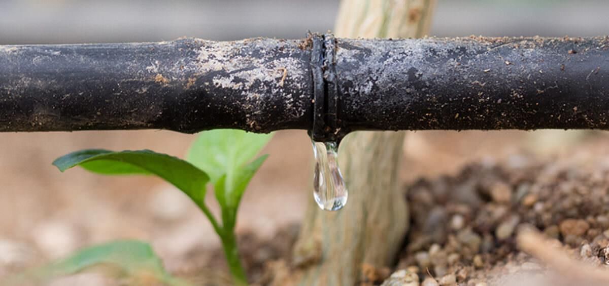 NCERT Exemplar Solutions: Crop Production & Management | Science Class 8