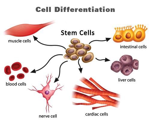 What is Cell Differentiation? - Biology Wise