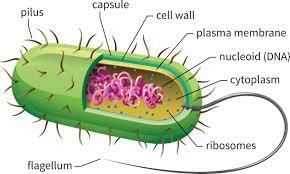 Class 5 Science - Living Things - CBSE Worksheets - 1