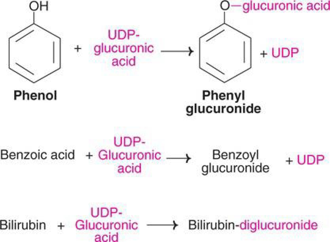 Metabolism of Xenobiotics (Detoxification) Chapter Notes