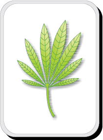 Leaves of Cannabis Sativa