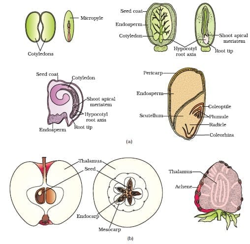 12. Types of Seeds and Fruits