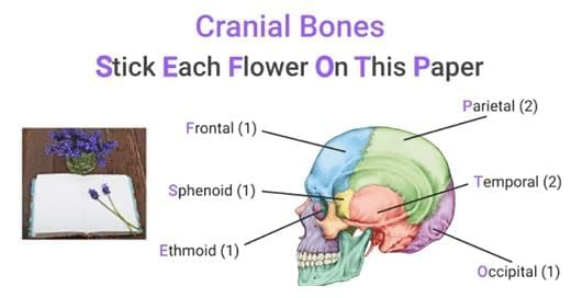Mnemonics: Locomotion & Movement | Biology Class 11 - NEET