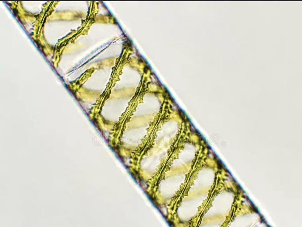 1. Thallophyta (Algae) - Primitive Plants