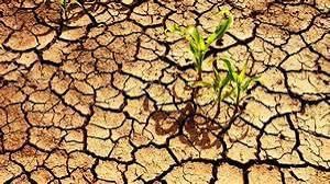 Agriculture - 2 Class 4 Worksheet SST