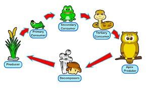 Class 5 Science - Our Environment - CBSE Worksheets - 2