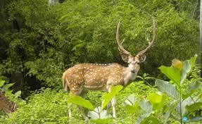 Rajasthan: Flora, Fauna, and Minerals | RPSC Preparation: All subjects - RPSC RAS (Rajasthan)
