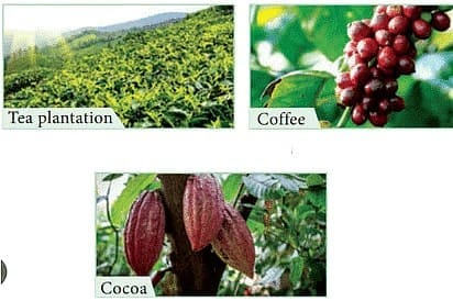 Different Kinds of Crops