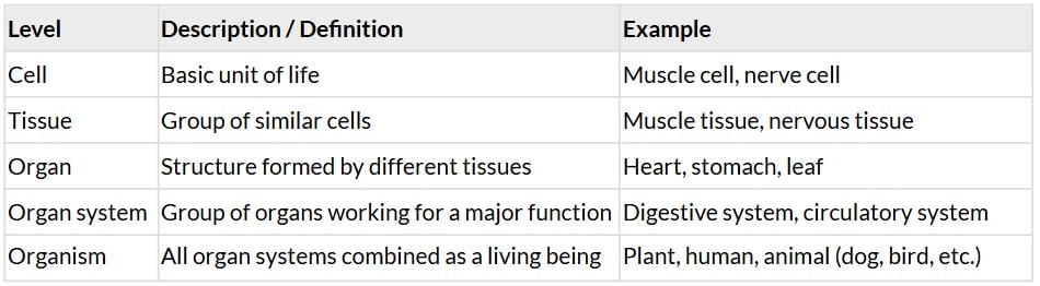 The Invisible Living World: Beyond Our Naked Eye Chapter Notes | Chapter Notes For Class 8