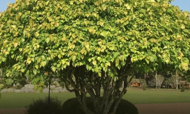 Unit Test (Solutions): How the Land Becomes Sacred