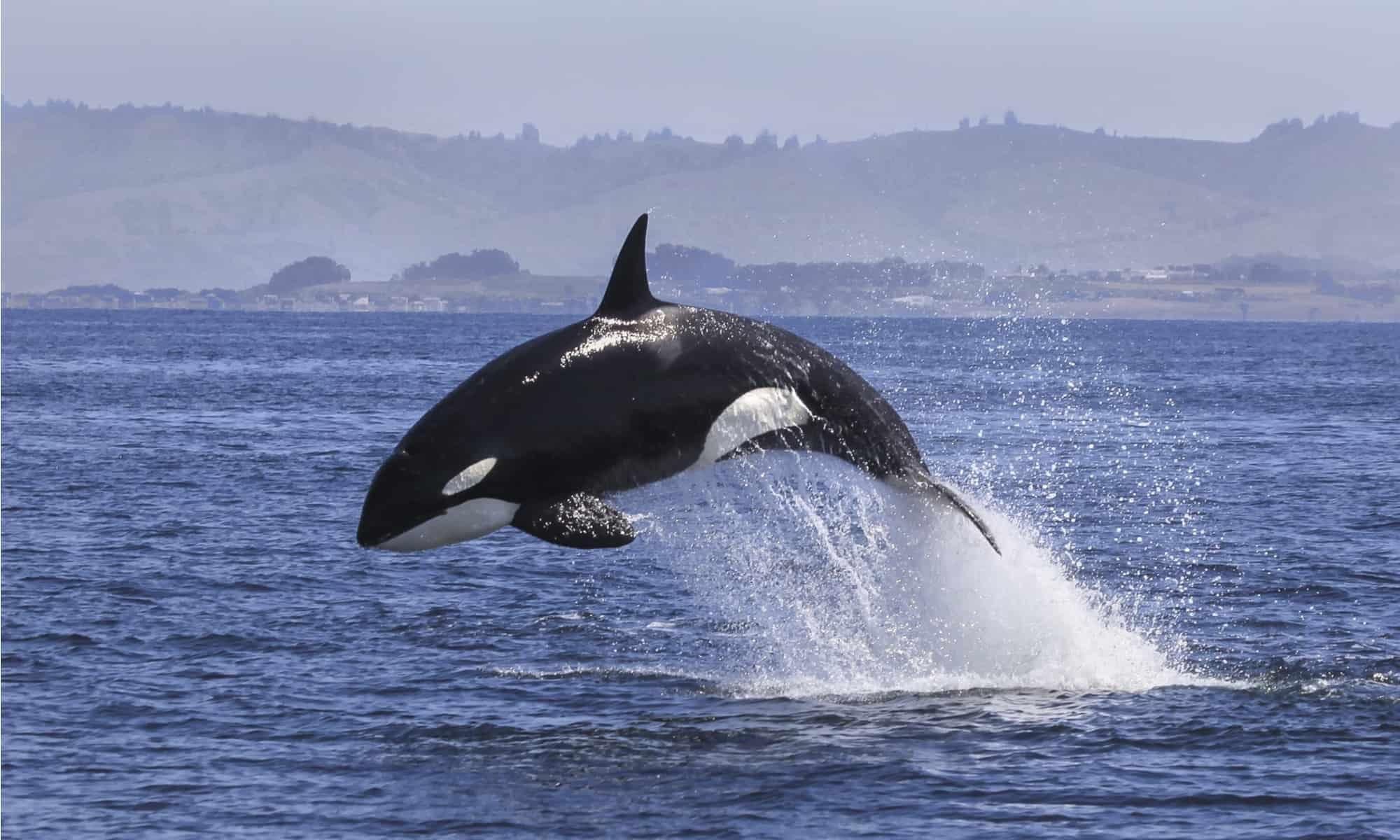 Killer Whale vs Shark - AZ Animals