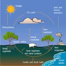 Class 5 Science - Plant Life - CBSE Worksheets Solutions - 2